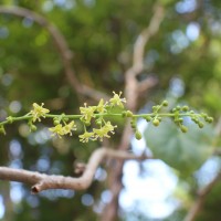 Tinospora cordifolia (Willd.) Hook.f. & Thomson